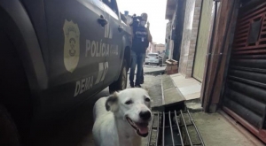 Vídeo: Polícia localiza cão abandonado e identifica dona