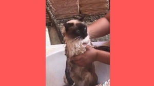 Gata viraliza por dizer que banho &#039;magoou&#039;; veja vídeo